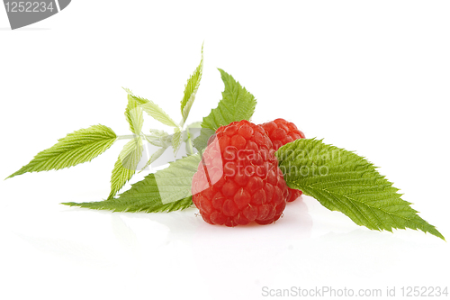 Image of Ripe raspberry with green leaf
