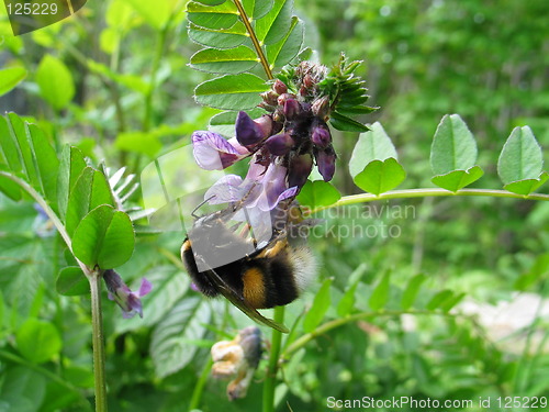 Image of Bumblebee and flower