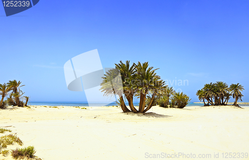Image of Desert beach