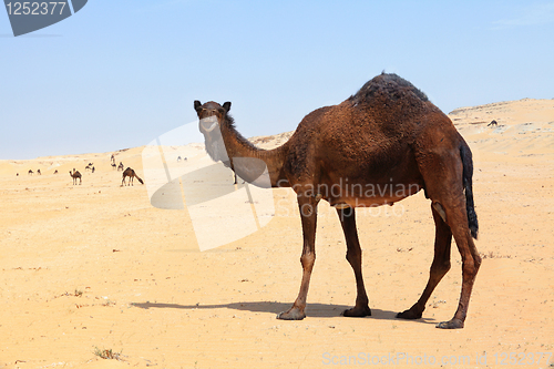 Image of Camel herd in southern Qatar