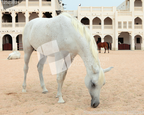 Image of Arab horses in Doha, Qatar