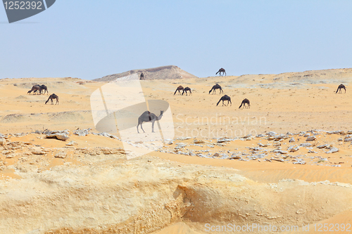 Image of Dark camels in Qatar desert