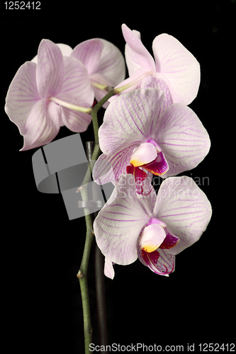 Image of Phalaenopsis orchid flower