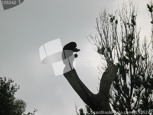 Image of Chimpanzee silhouet