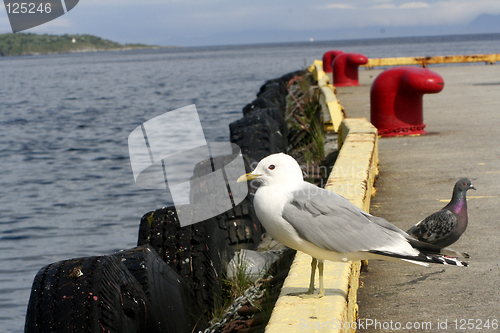 Image of seagull on pir