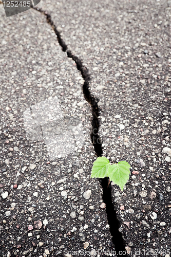 Image of Green plant 