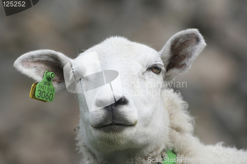 Image of sheep