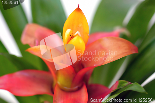 Image of red flower