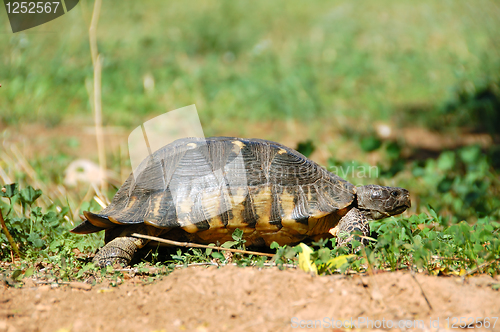 Image of small forest turtle