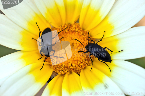 Image of two beetles