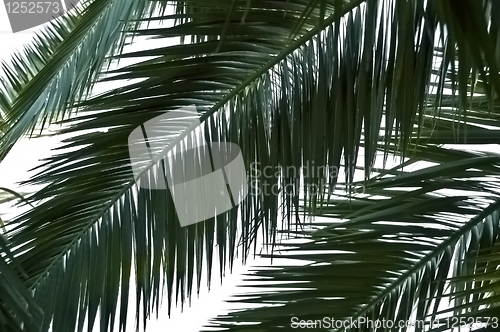 Image of palm tree leaves
