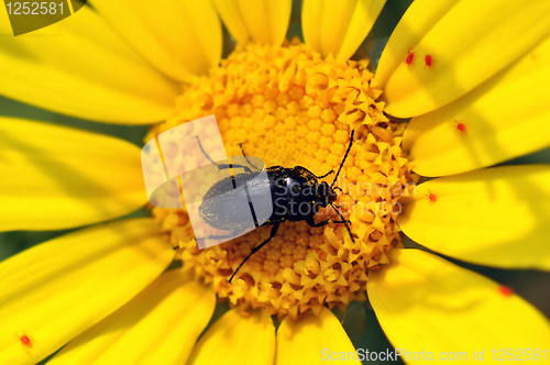 Image of flower bug
