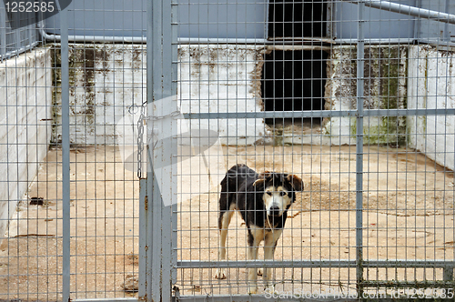 Image of caged dog
