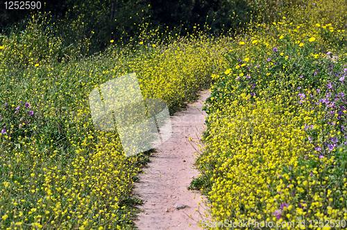 Image of flower path