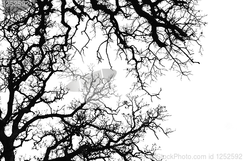 Image of oak tree silhouette