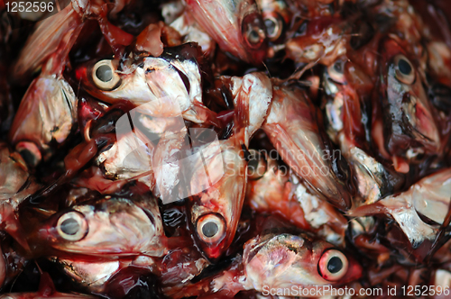 Image of cut fish heads