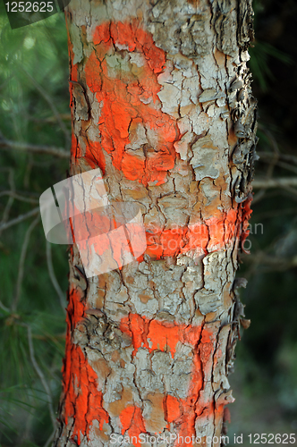 Image of tree trunk numbers