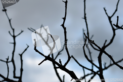 Image of blue branches