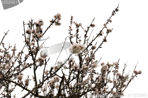 Image of almond tree branches