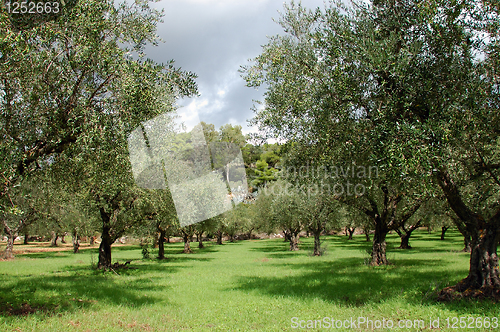 Image of olive trees rows