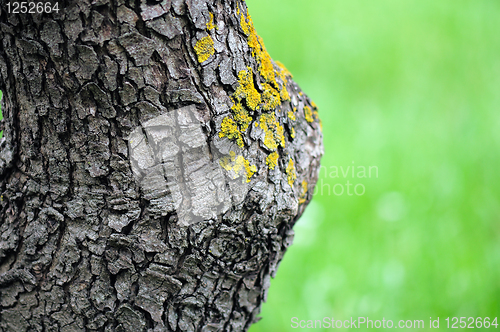 Image of trunk detail