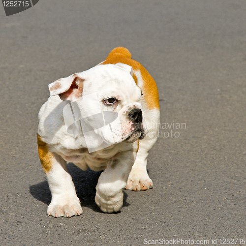 Image of English bulldog