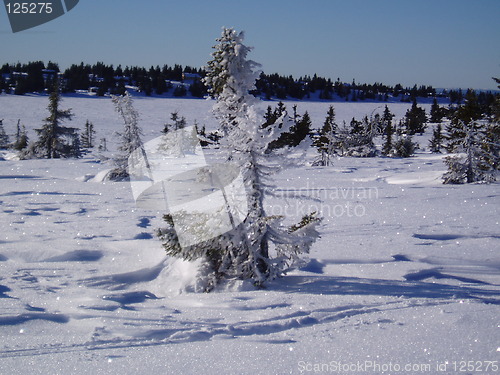 Image of Icing on tree