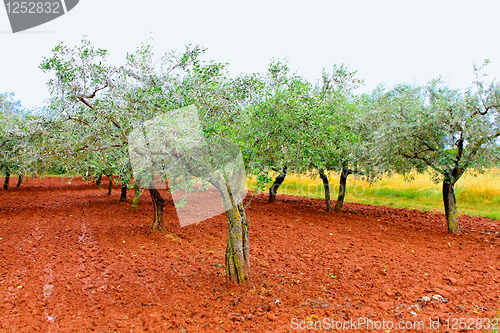 Image of Olive tree