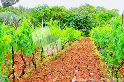 Image of Wine plantation