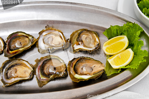 Image of Oysters