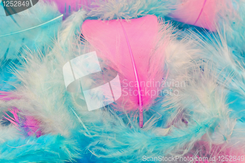 Image of Feather