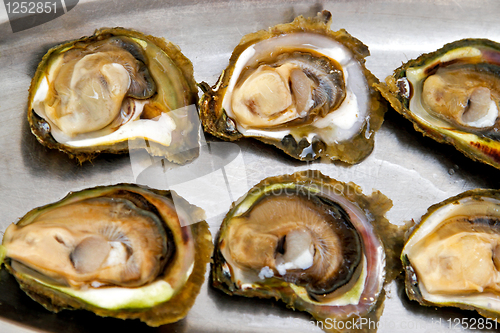 Image of Oyster