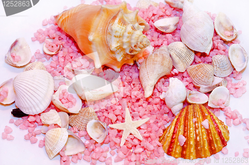 Image of Shells