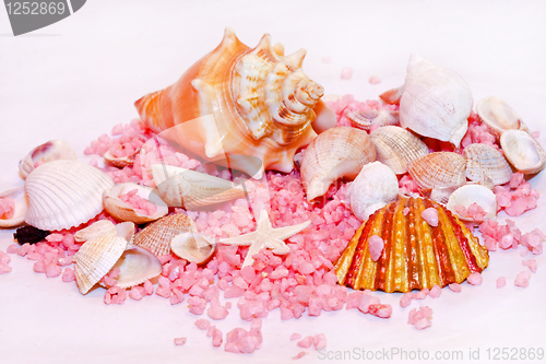 Image of Summer shells