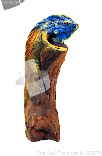 Image of Iguana