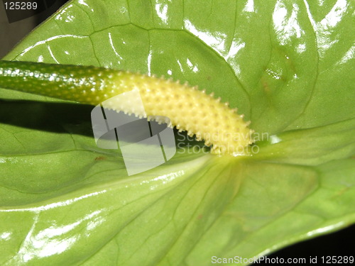 Image of green flower