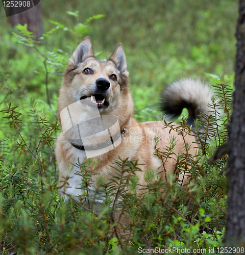 Image of Laika the dog scent a bird