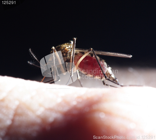 Image of mosquito