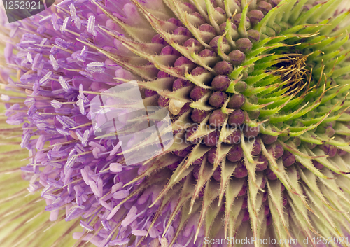 Image of Teasel