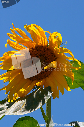 Image of Sunflower2