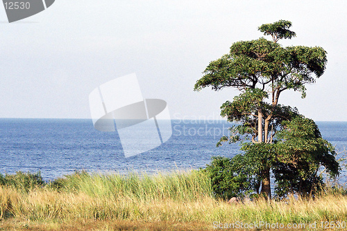 Image of one tree hill