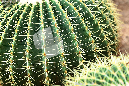 Image of cactus close up