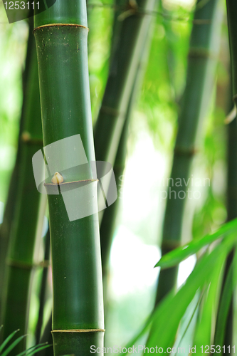Image of bamboo