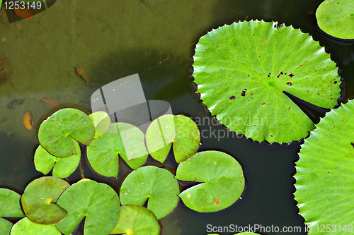 Image of floating plants in pool