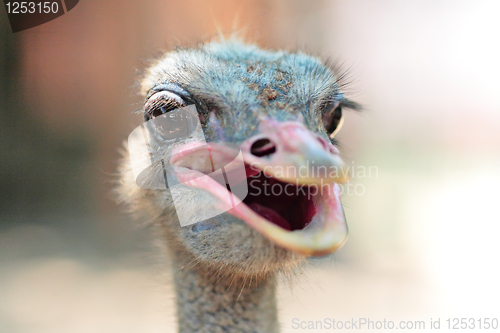 Image of ostrich portrait