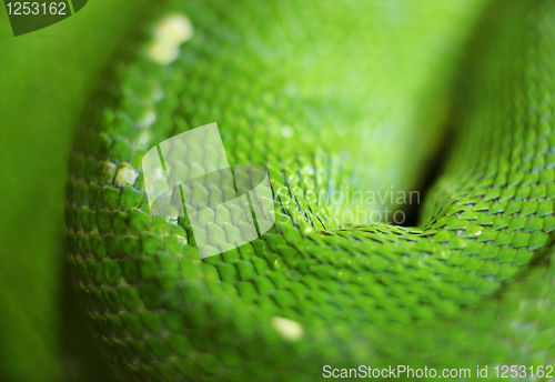 Image of green snake skin