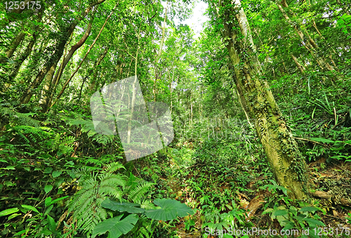 Image of jungle