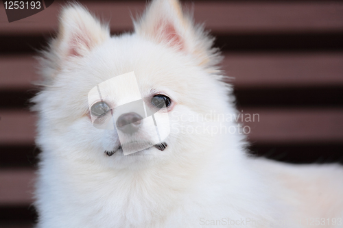 Image of white pomeranian