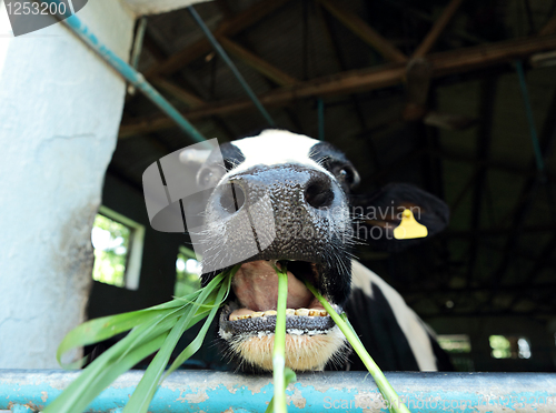 Image of cow at farm