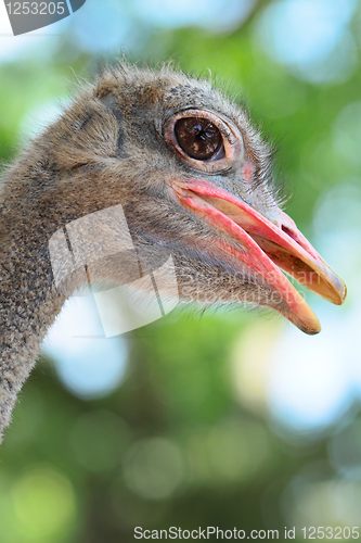 Image of ostrich